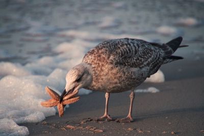 Close-up of bird