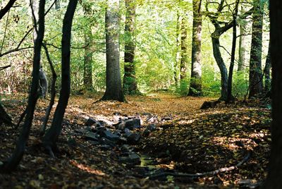 Trees growing in forest
