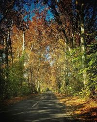 Road passing through forest