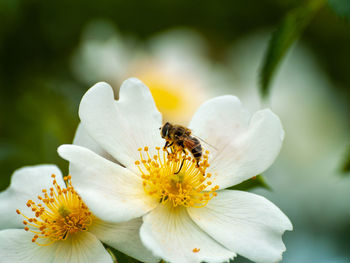 Close-up of bee pollinating on flower