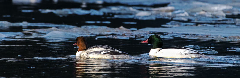 Ducks swimming in lake