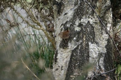 Close-up of squirrel on tree trunk