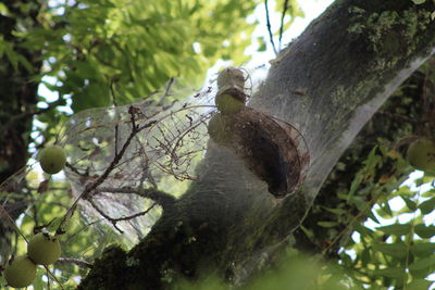 Low angle view of lizard on tree