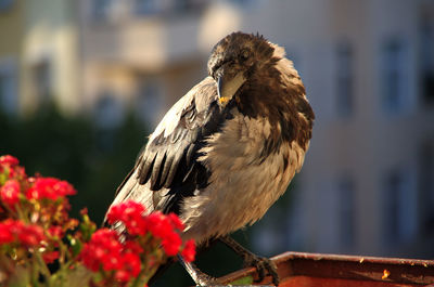 Close-up of owl perching on railing