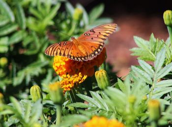 Close-up of butterfly pollinating on orange flower