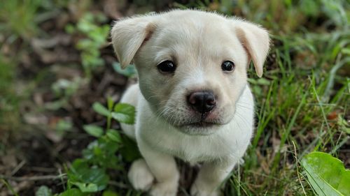 Close-up portrait of a dog on field