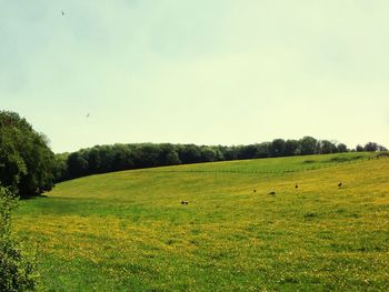 Scenic view of grassy field against sky