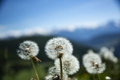 Close-up of dandelion against sky