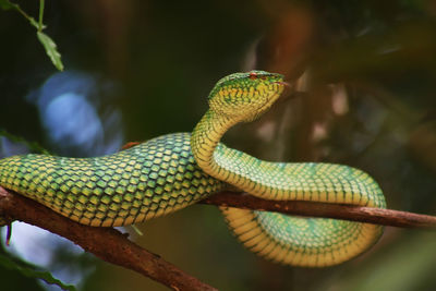 Close-up of snake on tree