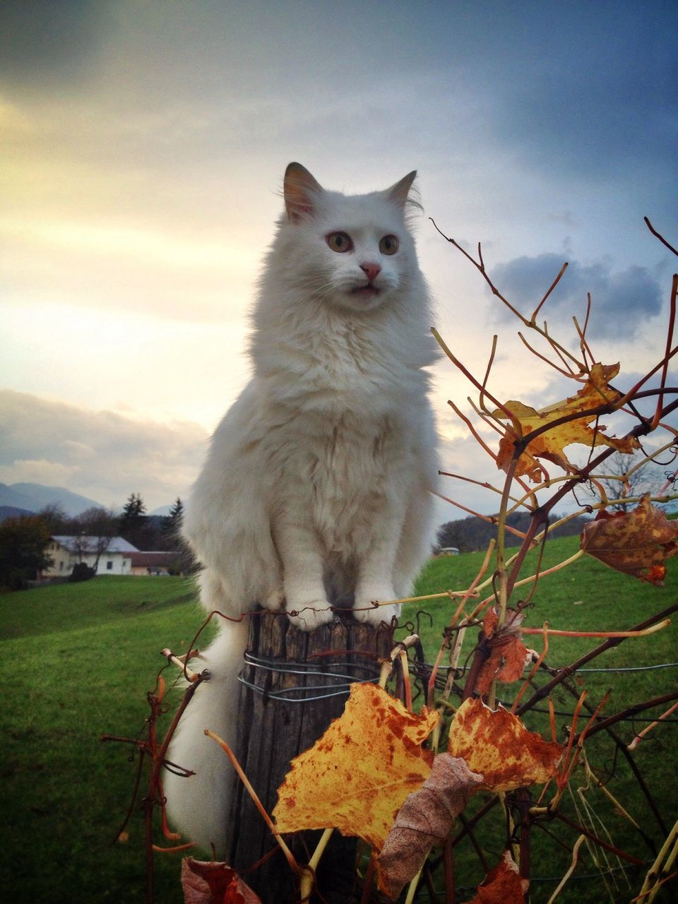 domestic animals, one animal, animal themes, mammal, pets, field, grass, domestic cat, sky, sitting, nature, plant, cat, full length, grassy, outdoors, day, looking at camera, portrait, no people