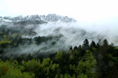 Scenic view of trees in forest against sky