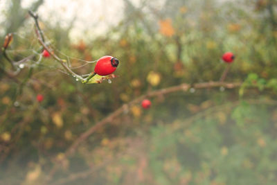 Close-up of ladybug on branch