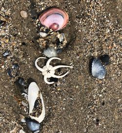 High angle view of shells on beach