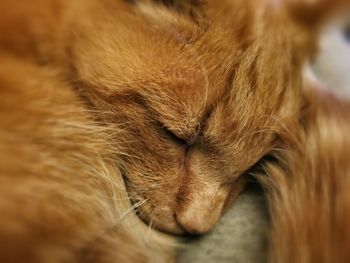 Close-up of cat sleeping