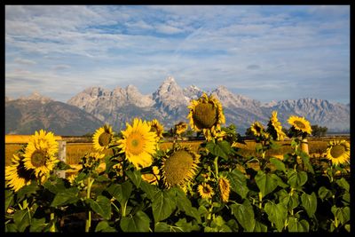 Sunflowers blooming on field against sky