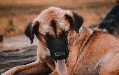 Close-up of a dog on field