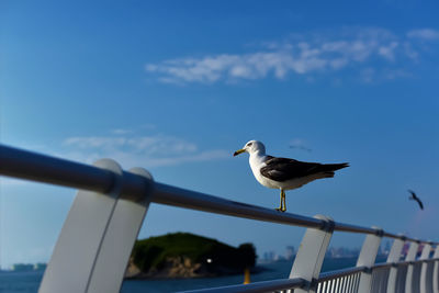 Seagull perching on railing