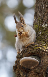 Close-up of squirrel