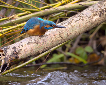 Close-up of bird perching on tree