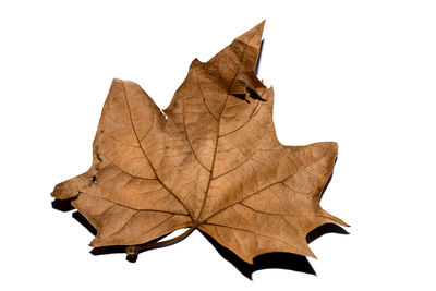 Close-up of maple leaves