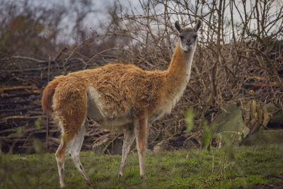 Deer standing on field