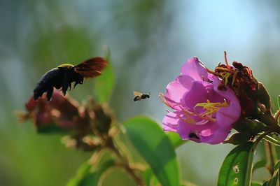 Close-up of bee pollinating flower