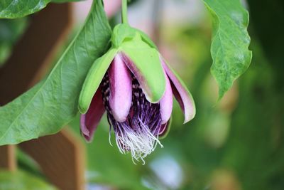 Close-up of purple flower growing outdoors