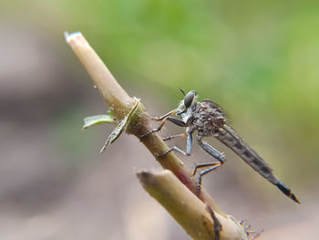 Close-up of dragonfly on plant