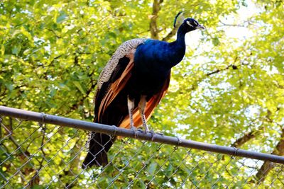 Low angle view of bird perching on tree