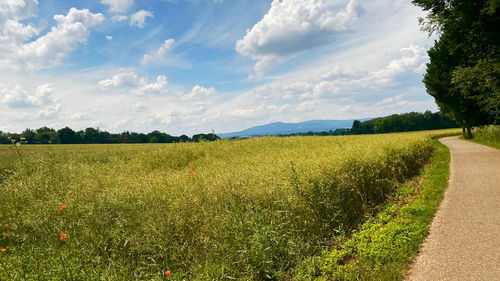 Scenic view of field against sky