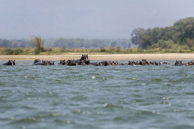 View of hippos in the water