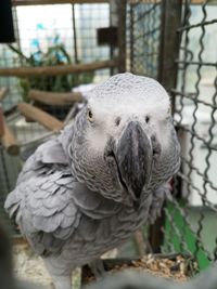 Close-up portrait of owl in cage