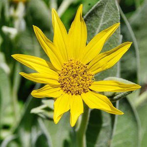 Close-up of yellow flower