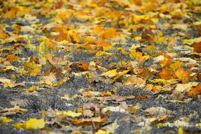 Full frame shot of yellow autumn leaf