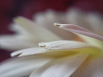 Close-up of flower