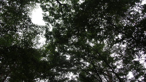 Low angle view of trees in forest