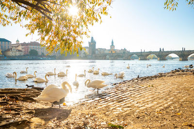 View of birds in river against buildings