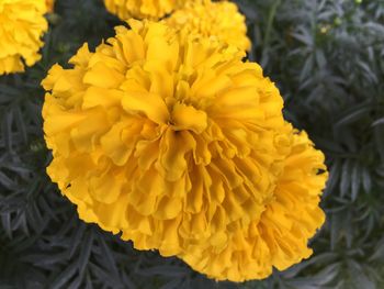 Close-up of yellow marigold blooming outdoors