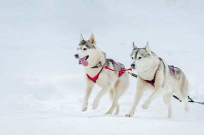 Dogs on snow covered land