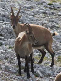 Deer standing on snow field