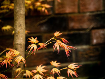 New acer leaves