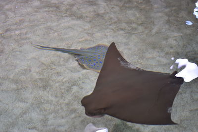 High angle view of cat