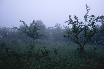 Trees on field against sky during rainy season
