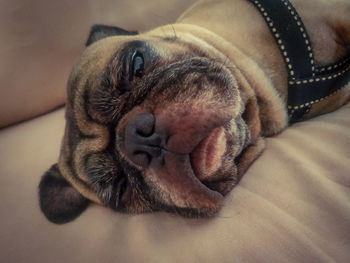 Close-up of a dog sleeping