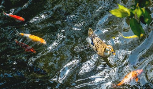 High angle view of fish swimming in water