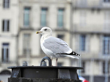 Close-up of seagull perching on metal against building