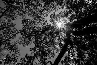 Low angle view of sun shining through trees