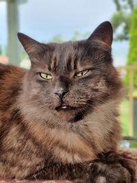 Portrait of cat relaxing outdoors