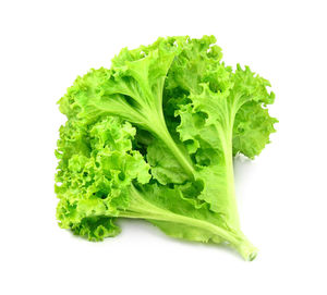 Close-up of green leaf against white background