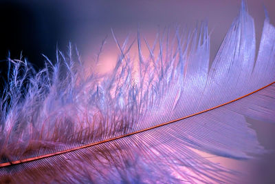 Filigree bird feather in magenta tones against a diffuse illuminated background with beautiful bokeh